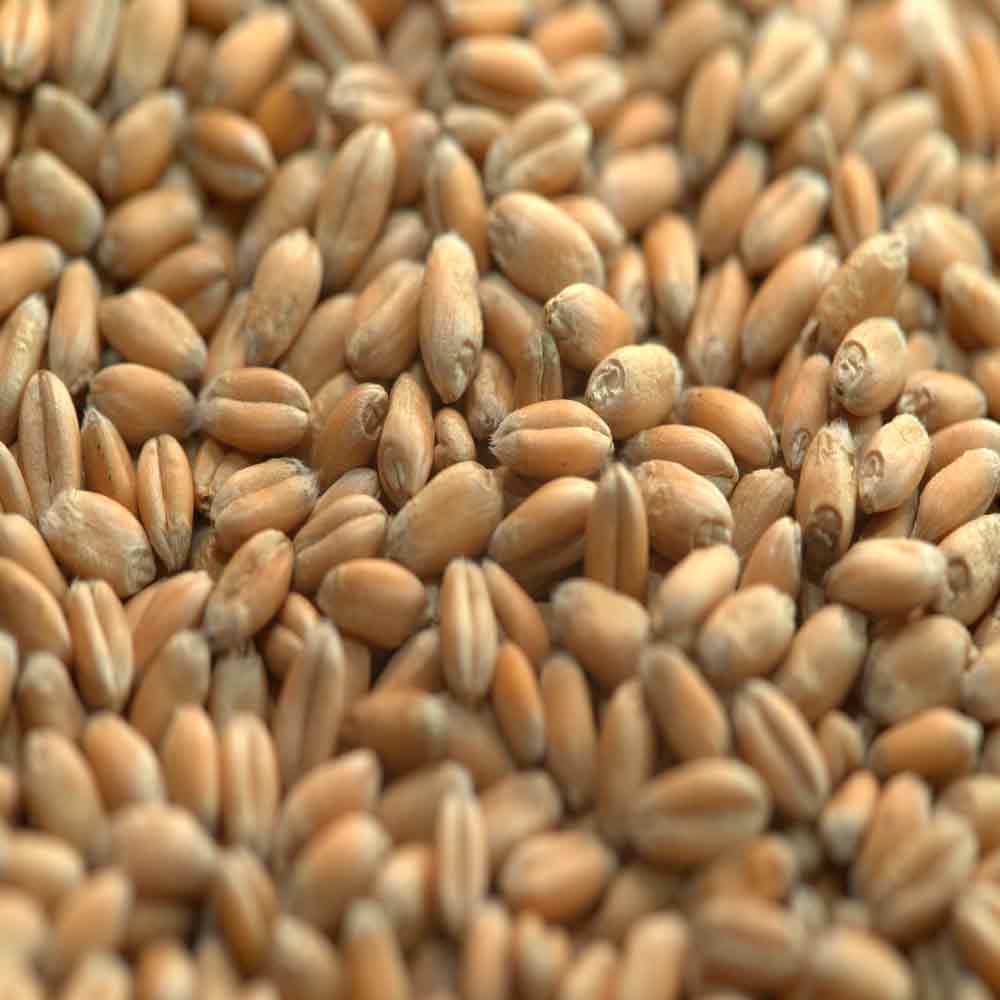 АЛЕКСЕИЧ - изображение 3