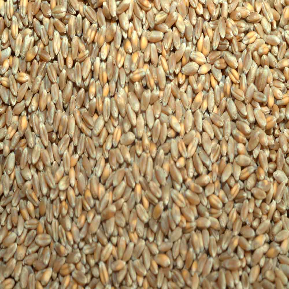 БЕЗОСТАЯ 100 - изображение 2