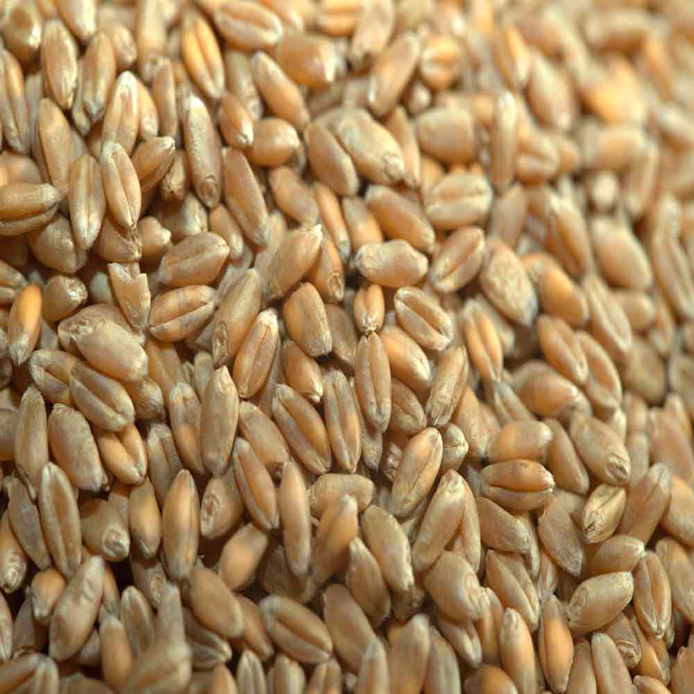 БЕЗОСТАЯ 100 - изображение 3