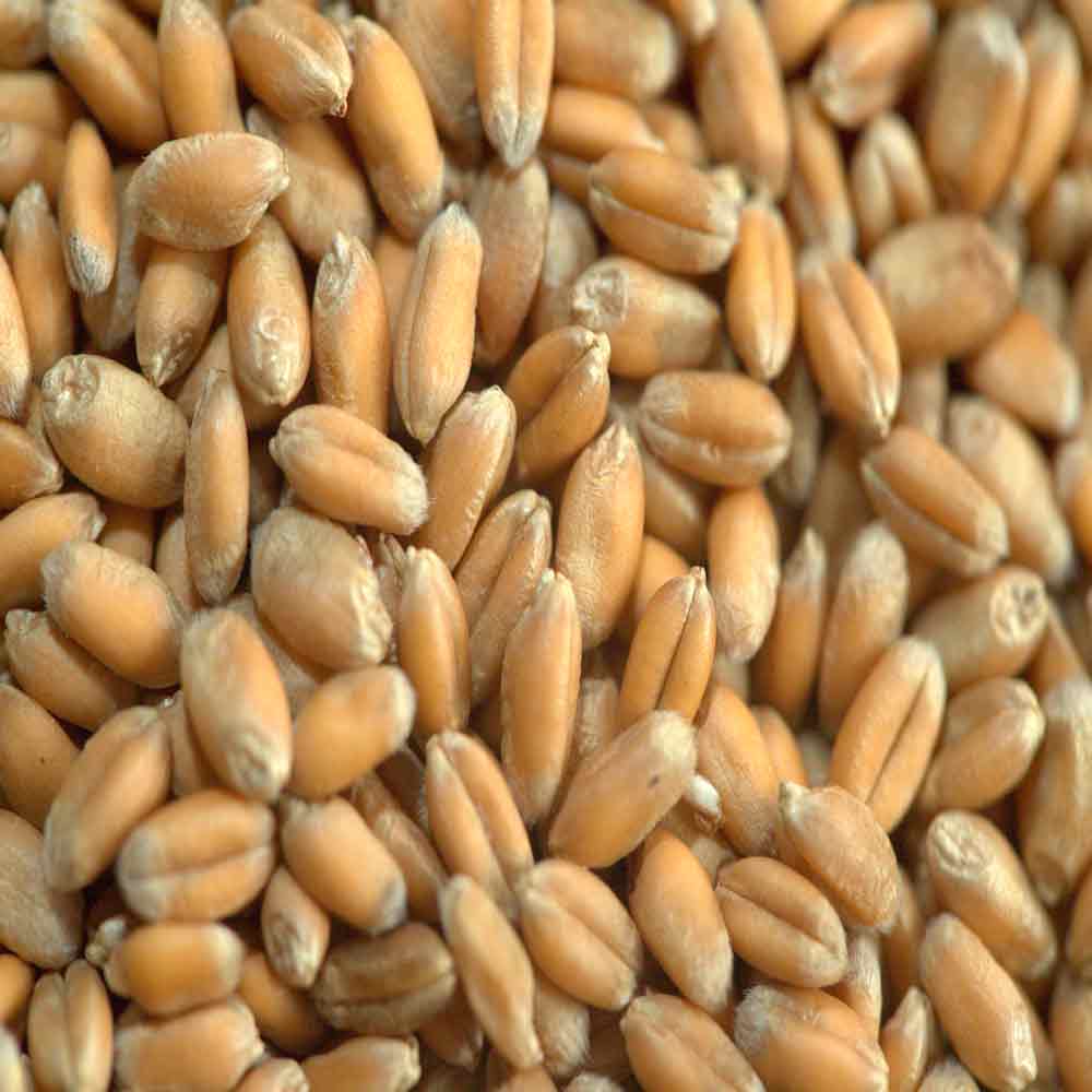 БУМБА - изображение 3