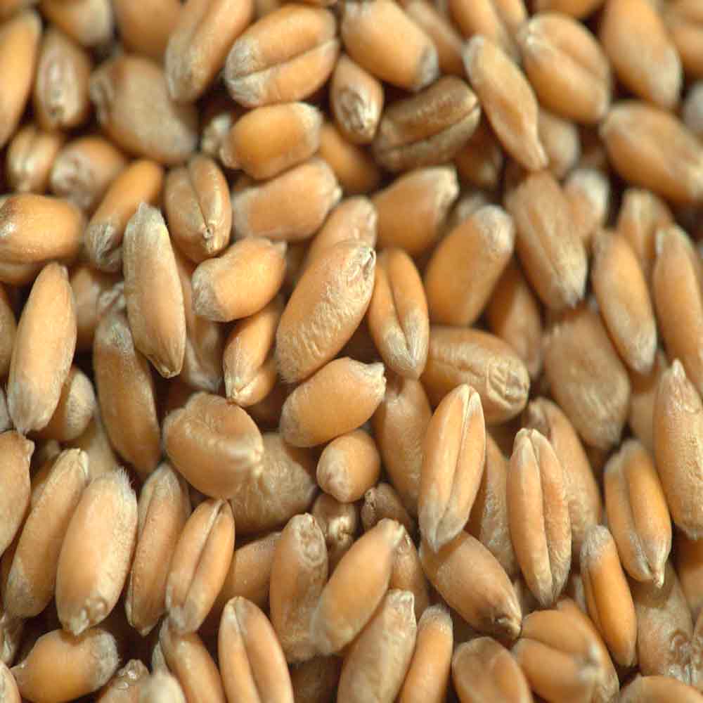 БУМБА - изображение 4