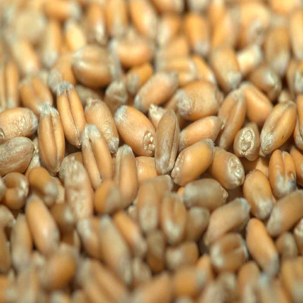 КЛАССИКА - изображение 3