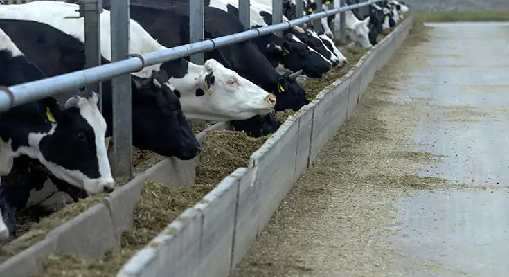 Животноводство