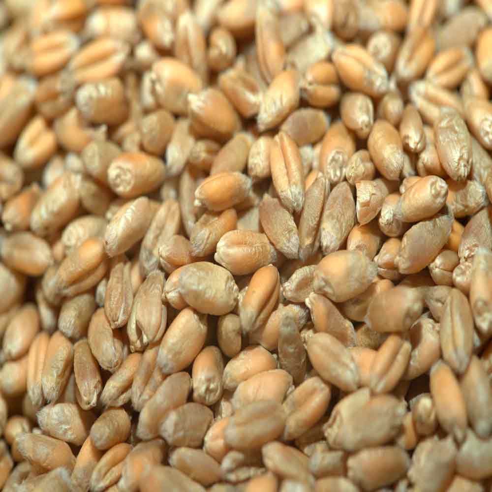 ГОМЕР - изображение 3