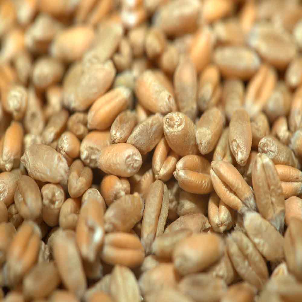 ГОМЕР - изображение 4