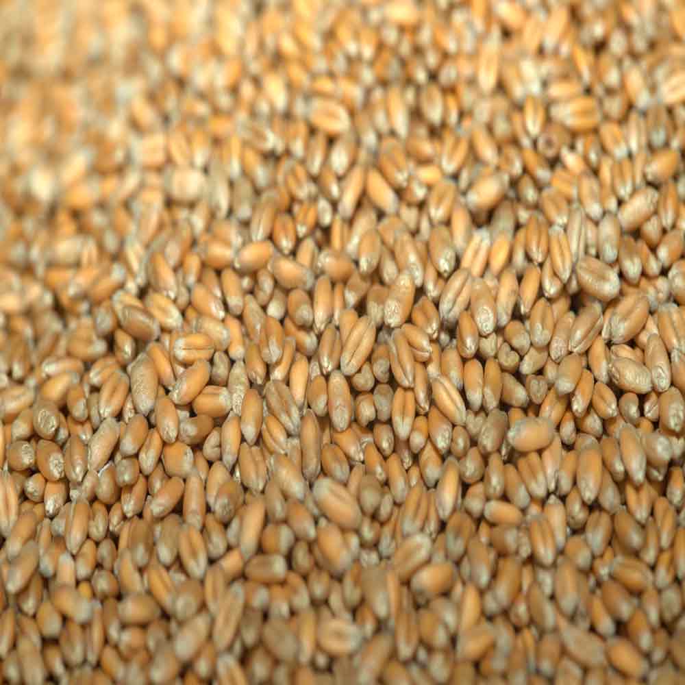 ГРАФ - изображение 2