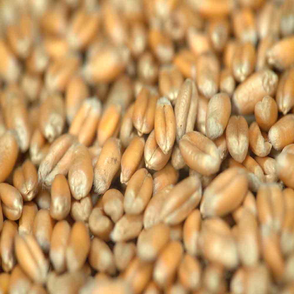 ГРАФ - изображение 3