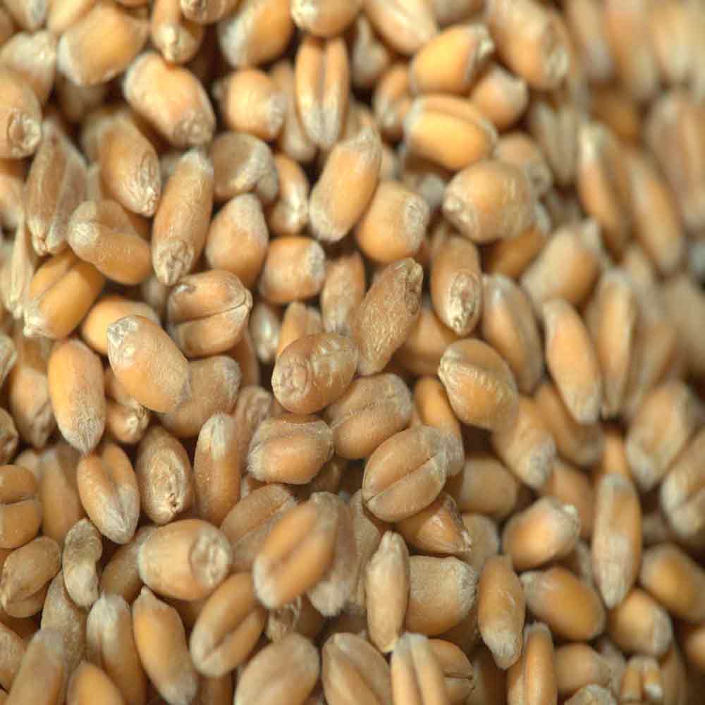 ИЛИАДА - изображение 3