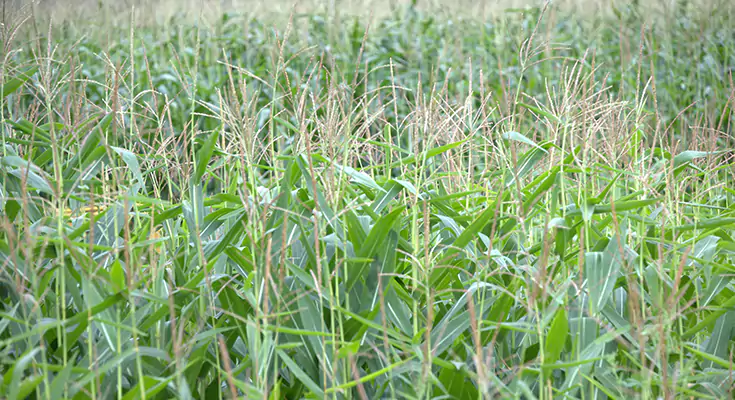 Растениеводство